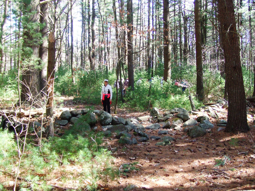 stone wall in the woods