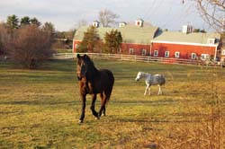 Gateways Farm_pasture view